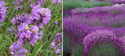 راهنمای نگهداری و پرورش گل و گیاهان زینتی - اسطوخودوس انگلیسی